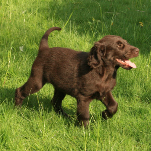 Bedraggler's Chocolate Birdie "Farin"