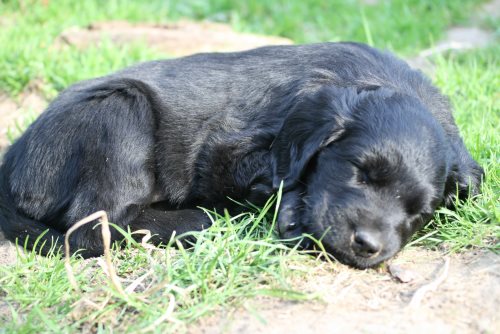 Erix Flat Coated Retriever H-Wurf