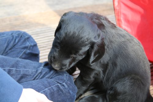 Erix Flat Coated Retriever H-Wurf