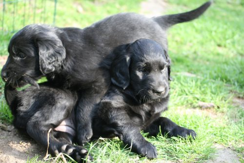 Erix Flat Coated Retriever H-Wurf