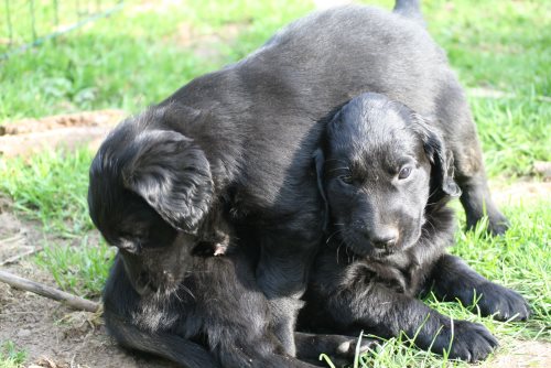 Erix Flat Coated Retriever H-Wurf