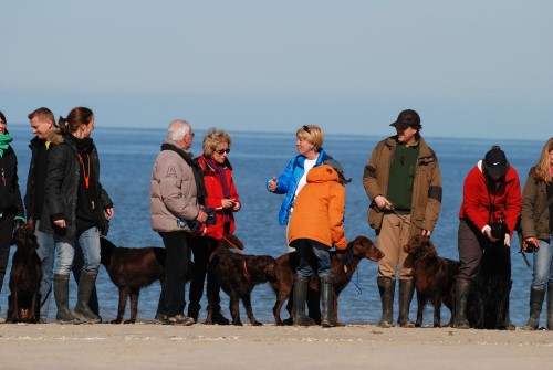 Amrum