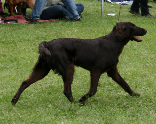 Bedragglers Chocolate Birdie "Farin"