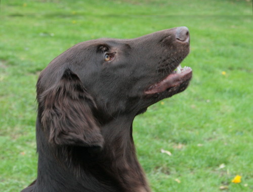 Bedraggler's Chocolate Birdie "Farin"