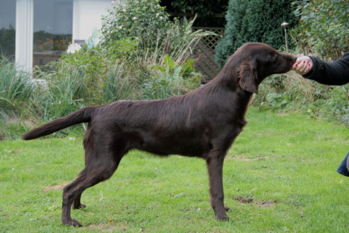 Bedragglers Chocolate Birdie "Farin"