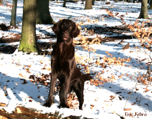 Bedraggler's Chocolate Birdie "Farin"