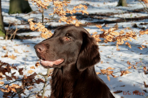 Bedraggler's Chocolate Birdie "Farin"