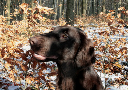 Bedraggler's Chocolate Birdie "Farin"