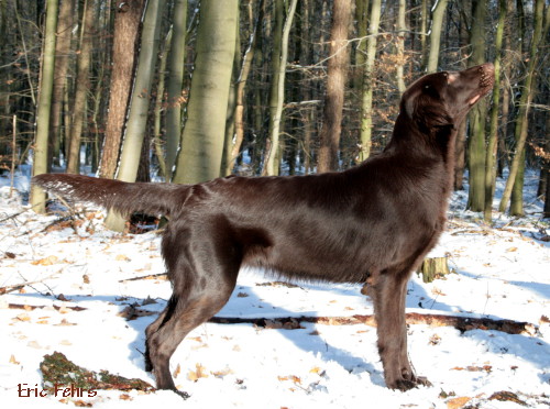 Bedraggler's Chocolate Birdie "Farin"