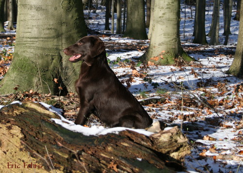 Bedraggler's Chocolate Birdie "Farin"