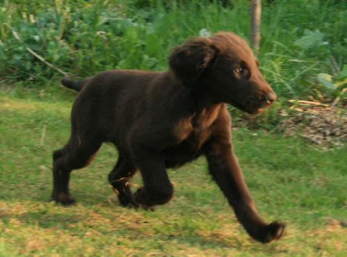 fBedraggler's Chocolate Birdie "Farin"