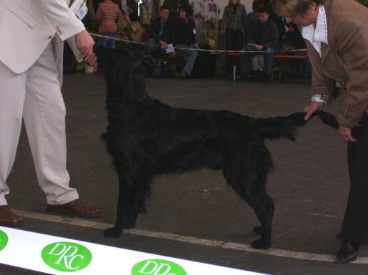 Huntlover's Olympic Gold Winner "Milon"