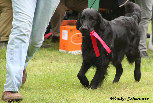 Huntöovers Olympic Gold Winner "Milon"