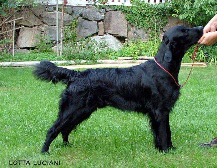 Huntlover's Olympic Gold Winner "Milon"