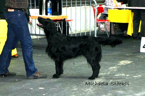 Huntlover's Olympic Gold Winner " Milon"