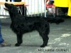 Huntlover's Olympic Gold Winner "Milon" Offenburg 2008