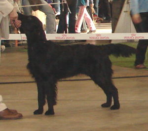 Huntlover's Olympic Gold Winner "Milon"